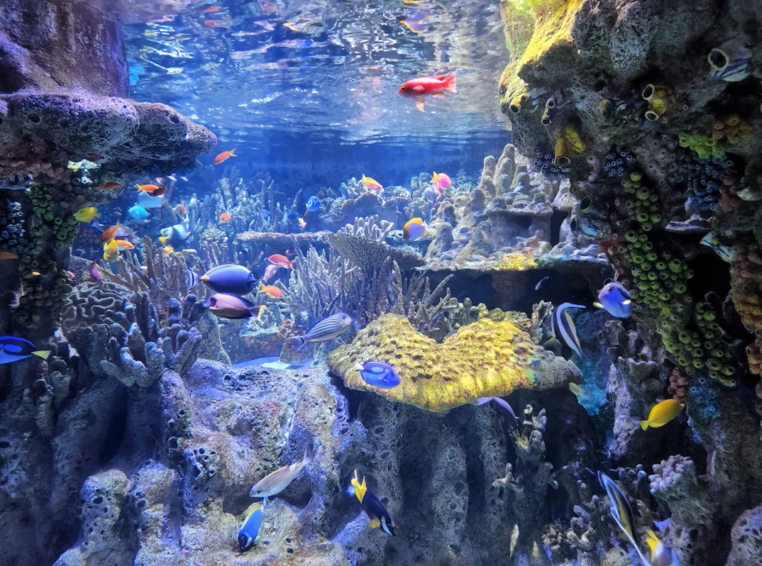 Лионският аквариум (Aquarium de Lyon)