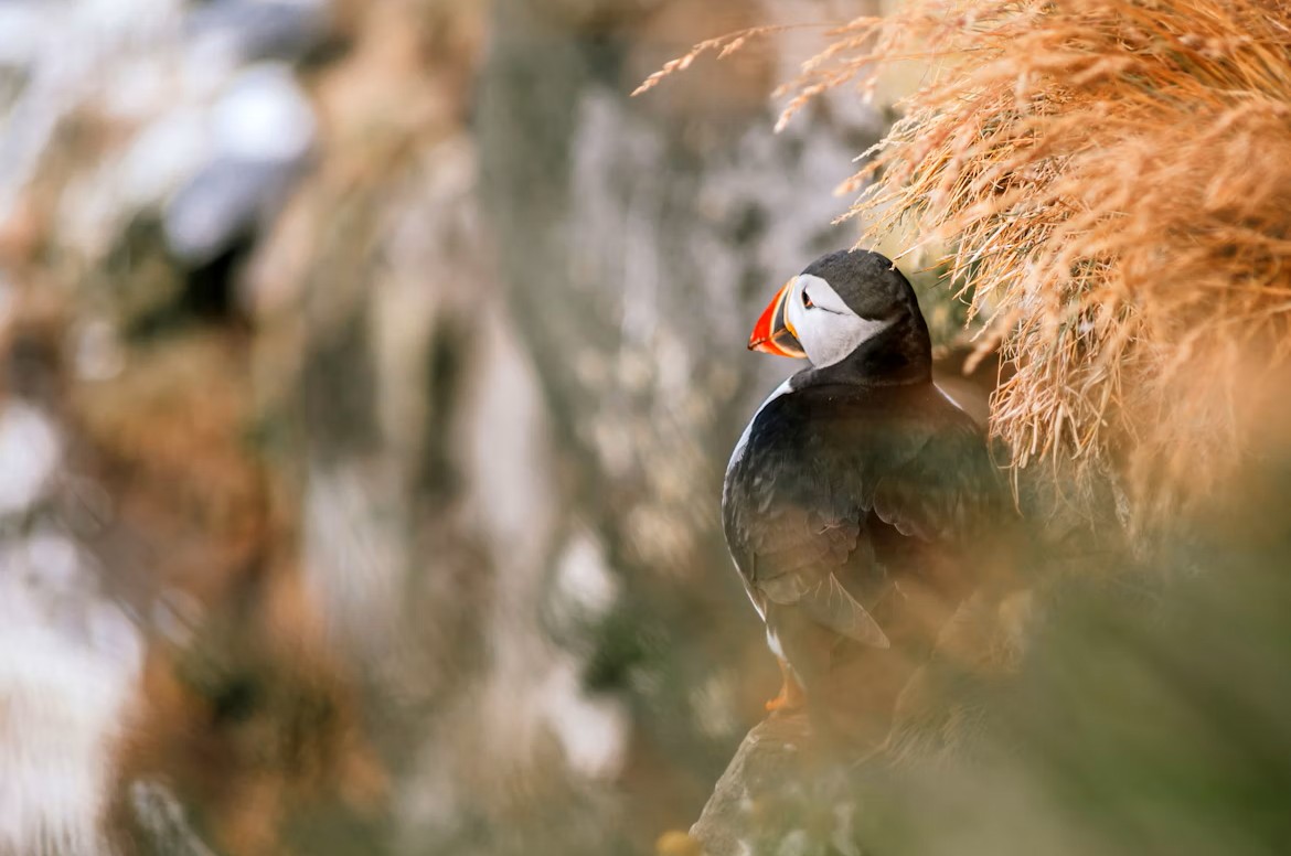 Bird Island (Островът на птиците)